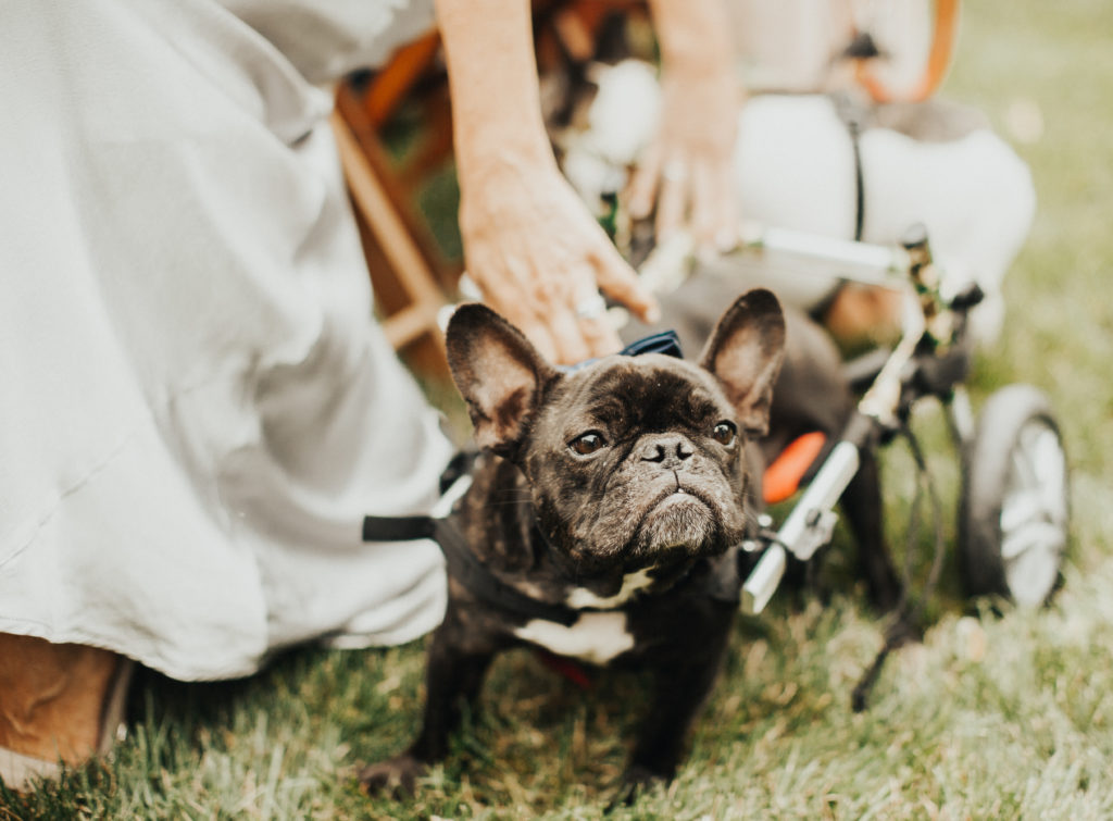 New Jersey Wedding and Elopement Photographer Bride Groom Meadowburn Farm