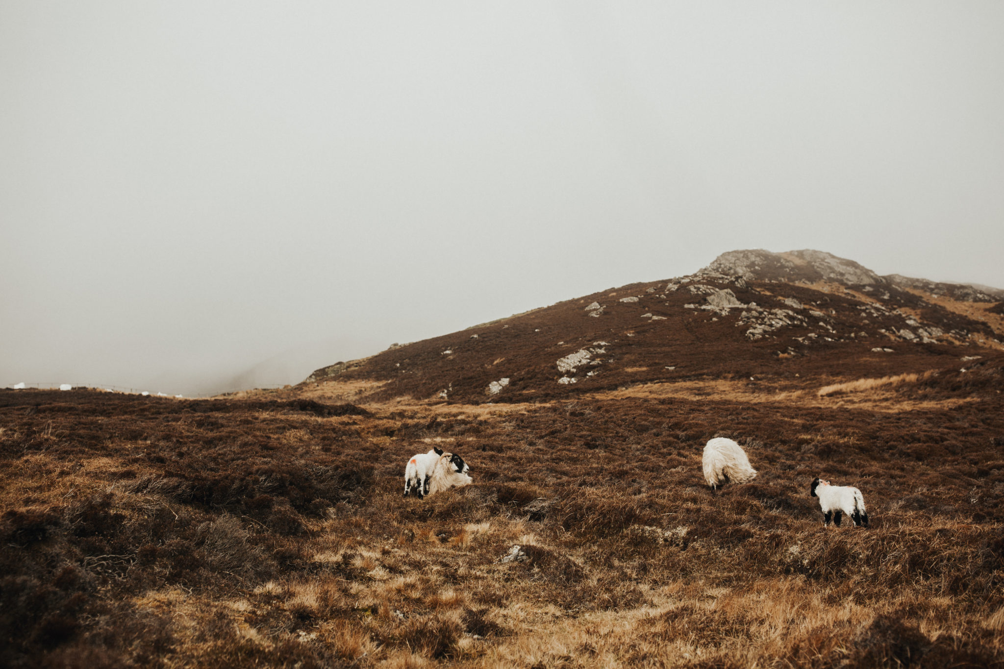 Juliana and James | Ireland Adventure Session