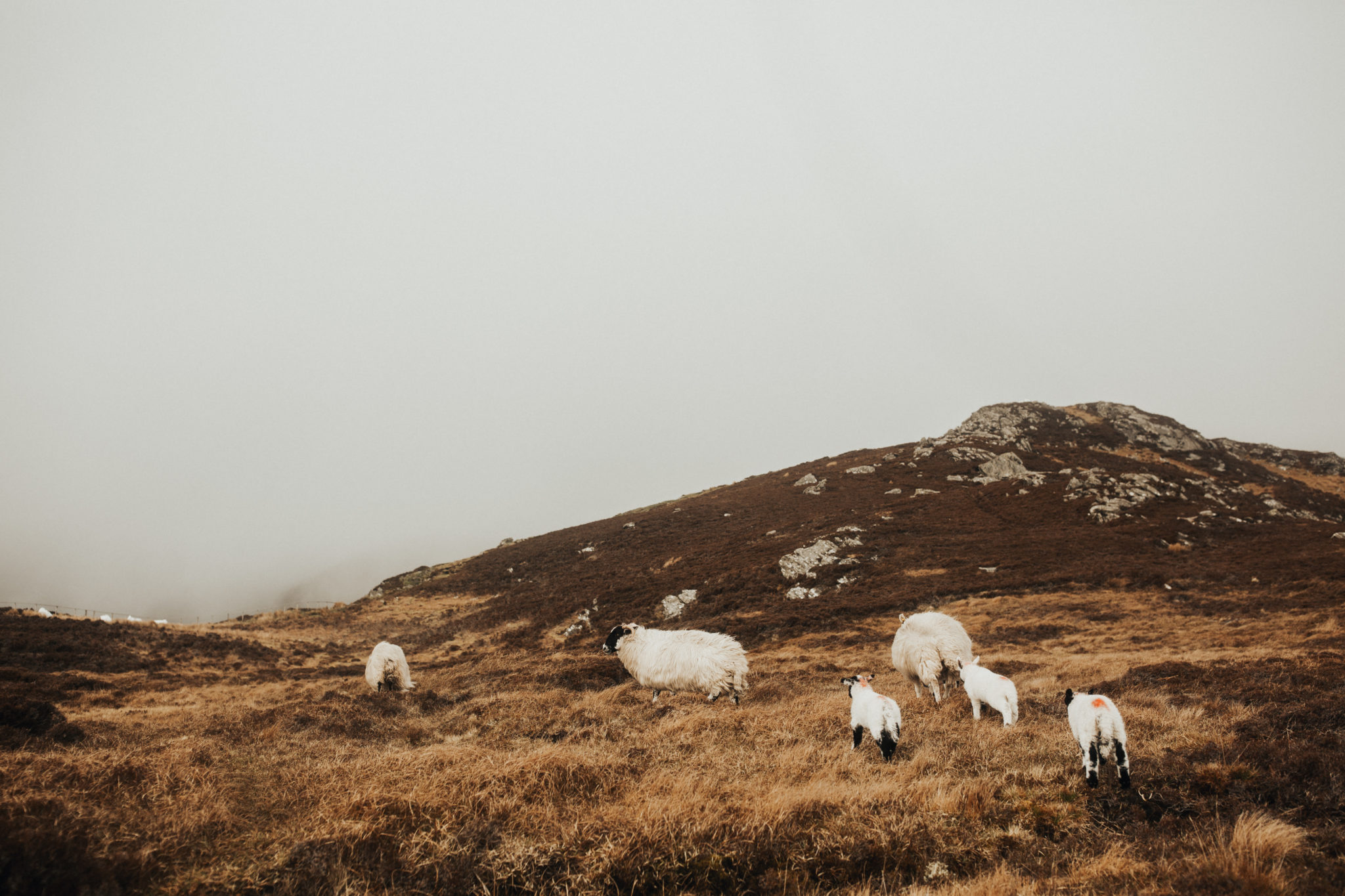 Juliana and James | Ireland Adventure Session