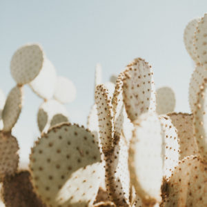 Arizona Cactus Print - 12x18