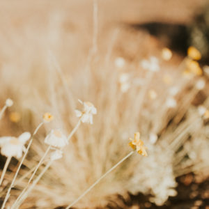 Up Close Floral - 12x18