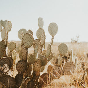 Prickly Pear Two - 11x16