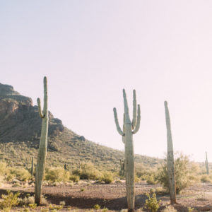 Mountain Cacti - 11x14
