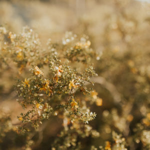 Moody Desert Floral  - 12x18